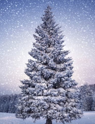 Christmas Memorial
